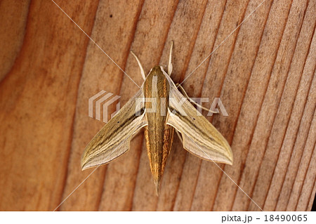 コスズメ 18490065