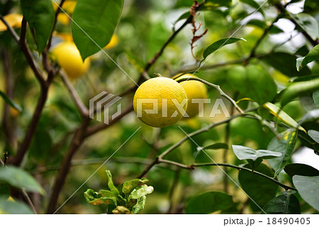 実った橙 18490405