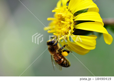 花粉団子をつけたミツバチの写真素材
