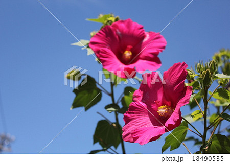 むくげの花 むくげの花 18490535