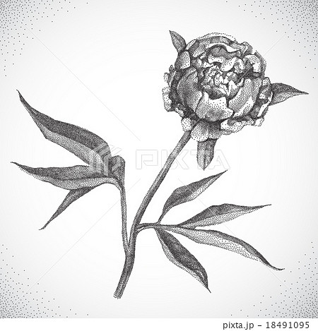 Flower. Black and white Dotwork Flower. Black and white Dotwork 18491095