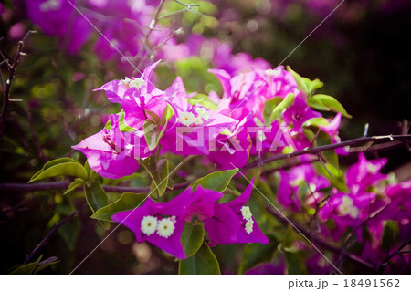 asian flower on Bali island, Indonesia asian flower on Bali island, Indonesia 18491562