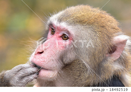 指を銜える猿 18492519