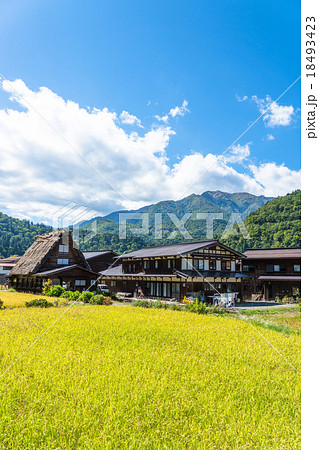 秋の白川郷【稲穂と合掌造り集落】 秋の白川郷【稲穂と合掌造り集落】 18493423