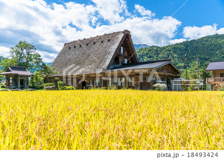 秋の白川郷【稲穂と合掌造り集落】 18493424