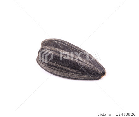 sunflower seed 18493926