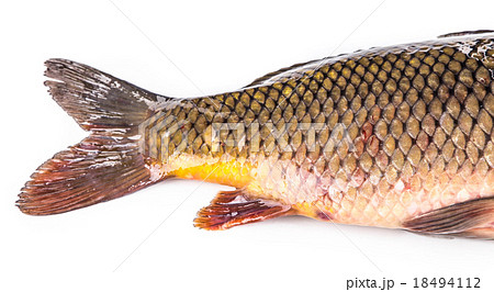Raw fish carp. Raw fish carp. 18494112