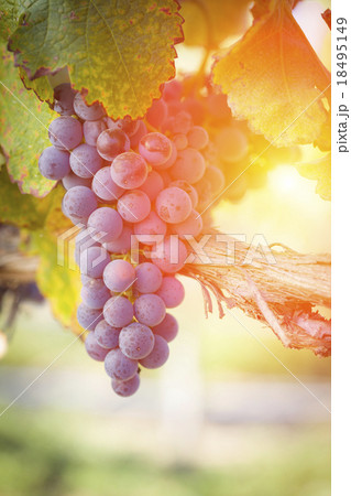 Lush Red Grape Vineyard in The Afternoon Sun 18495149