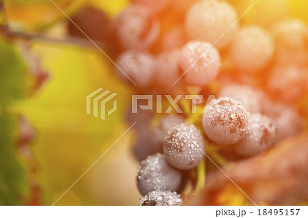 Lush, Ripe Wine Grapes with Mist Drops on the Vine 18495157