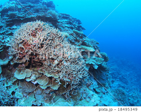 パラオに広がる様々な種類のサンゴ パラオに広がる様々な種類のサンゴ 18495349