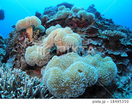 パラオに群生するウミキノコ 18495350