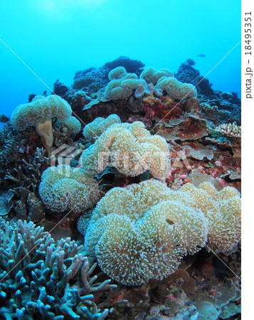 パラオに群生するウミキノコ 18495351