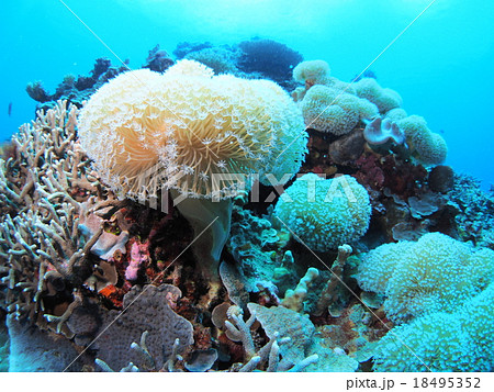 パラオに群生するウミキノコ 18495352