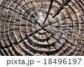 年輪 18496197