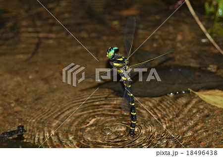 オニヤンマのホバリング 18496438