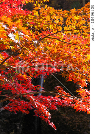 榛名神社 瓶子の滝の紅葉の写真素材