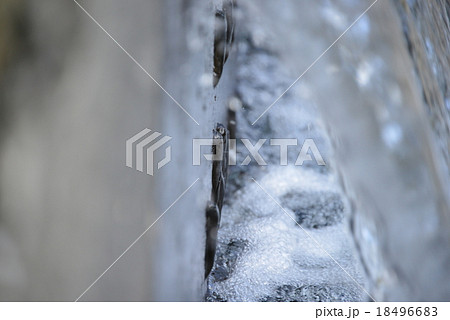 壁をよじ登るボウズハゼ 壁をよじ登るボウズハゼ 18496683