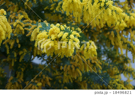 銀葉アカシア　別名ミモザ 18496821