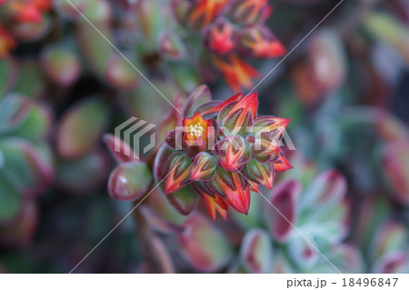 エケベリア　春になると葉は緑が濃くなり花が咲きます。 18496847