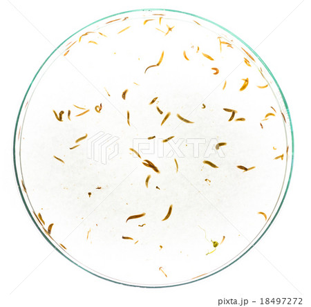 Planaria flatworm Planaria flatworm 18497272