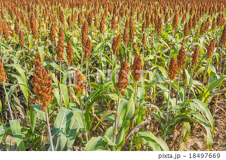 sorghum sorghum 18497669