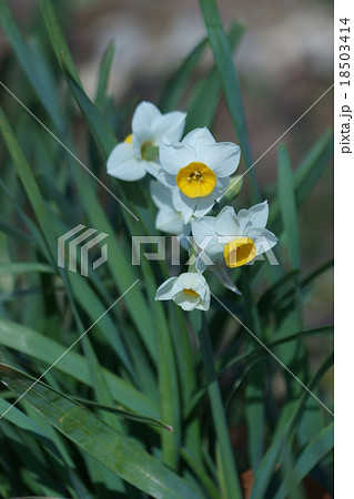 日本水仙 笑っているよう・・・ 日本水仙 笑っているよう・・・ 18503414