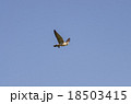 ハヤブサ　隼 18503415