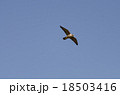 ハヤブサ　隼 18503416