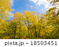ブナ　原生林　紅葉　奥利根水源の森　beech virgin forest　Okutone  18503451