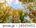 ブナ　原生林　紅葉　奥利根水源の森　beech virgin forest　Okutone  18503452