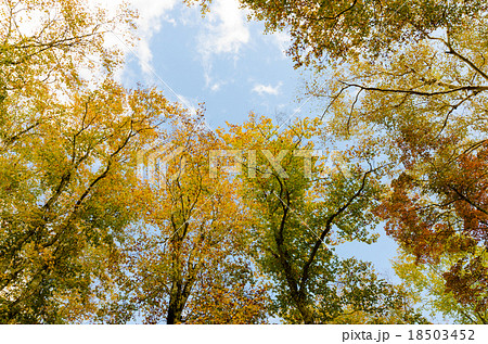 ブナ　原生林　紅葉　奥利根水源の森　beech virgin forest　Okutone  18503452