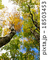 ブナ　原生林　紅葉　奥利根水源の森　beech virgin forest　Okutone  18503453