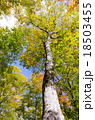 ブナ　原生林　紅葉　奥利根水源の森　beech virgin forest　Okutone  18503455