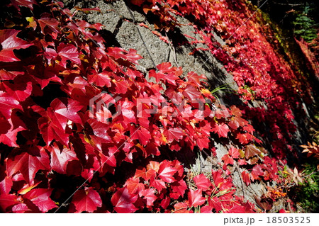 美しいツタの紅葉 18503525