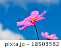 コスモス　畑　Cosmos　 18503582