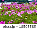 コスモス　畑　Cosmos　 18503585