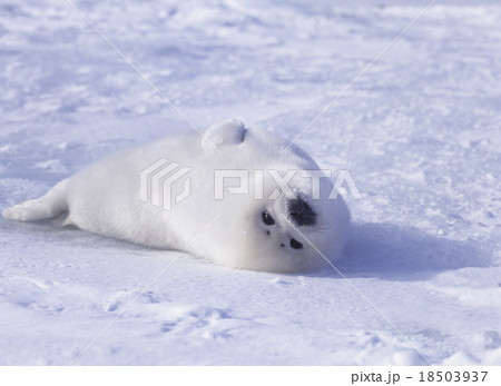 生まれたばかりのタテゴトアザラシ　　カナダ 18503937