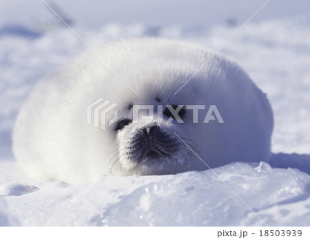 タテゴトアザラシの赤ちゃん カナダの写真素材 [18503939] - PIXTA