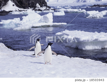 アデリーペンギン 18503943