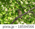 キビタキ 18504566