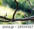 コサメビタキ 18504567