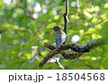 シジュウカラ 18504568