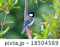 シジュウカラ 18504569