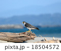 ハヤブサ 18504572
