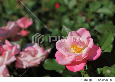 サクラガスミ・バラの花 サクラガスミ・バラの花 18505010