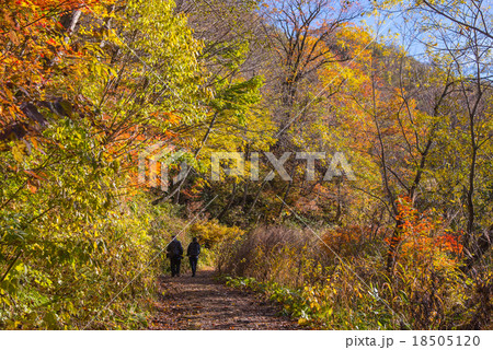福井県 刈込池への紅葉の山道を歩く登山者 福井県 刈込池への紅葉の山道を歩く登山者 18505120