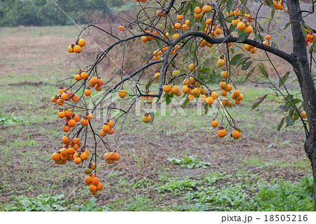 柿 柿の木の風景 里山 の写真素材