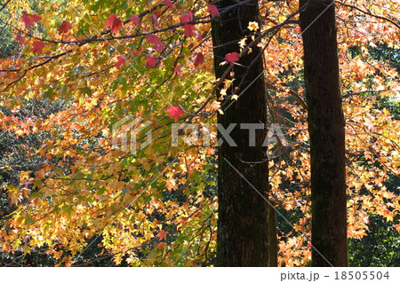 モミジバフウ紅葉 モミジバフウ紅葉 18505504
