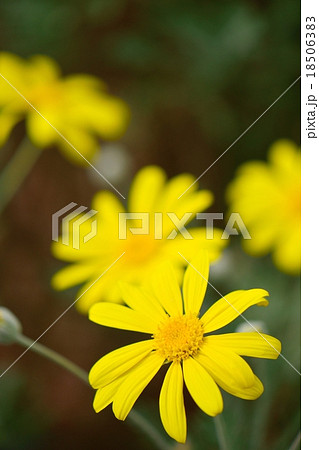 秋に咲く黄色い花ビラのクローズアップの写真素材 [18506383] - PIXTA