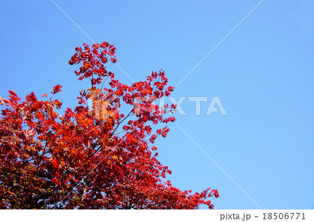 青空に映えるヒナウチワカエデの紅葉 18506771